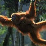 Selamatkan Orang Utan Tapanuli: BRIN Bangun Koridor Satwa Liar